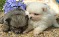 LULU DA POMERÂNIA (SPITZ ALEMÃO) UM  SONORO POMPOM